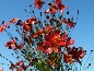 Nachyłek (Coreopsis) 